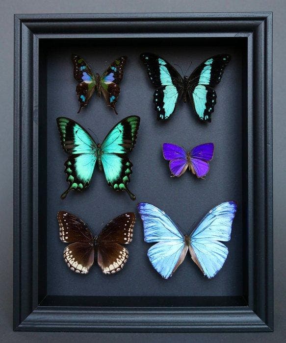 Vlinder Taxidermie volledige montage - Papilio albertisi x, Antiek en Kunst, Curiosa en Brocante