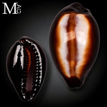 Erronea Onyx – Cypraeidae Verzamelbare zeeschelp - Hoogte: