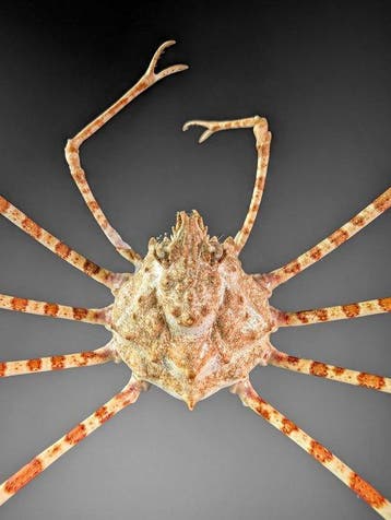 Langepotige spinnenkrab Pantser - Phalangipus hystrix- READ, Nieuw