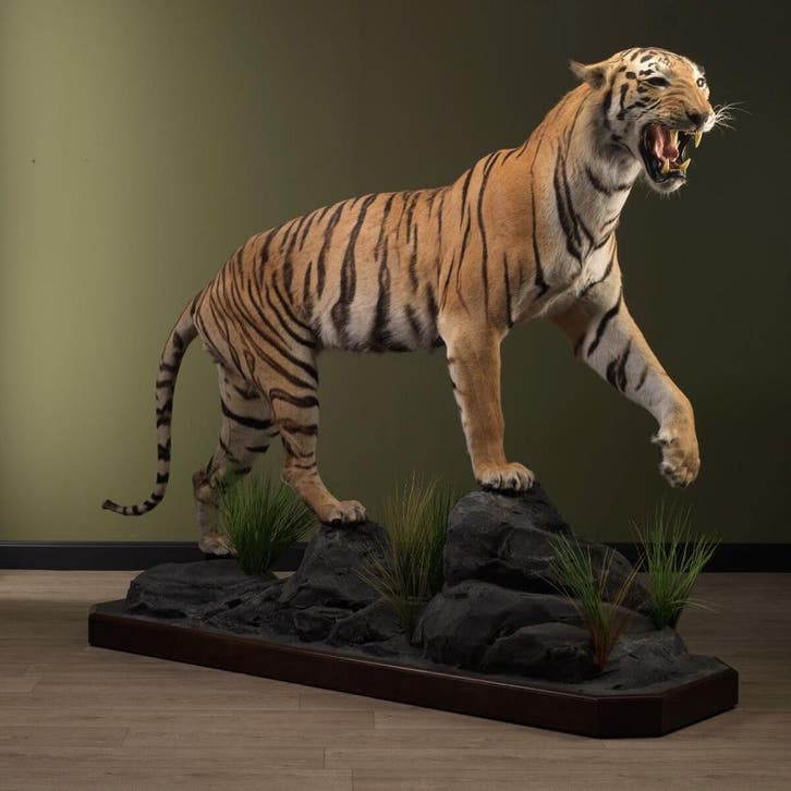 Tijger Taxidermie Opgezette Dieren By Max, Verzamelen, Dierenverzamelingen, Opgezet dier, Nieuw, Wild dier, Ophalen of Verzenden
