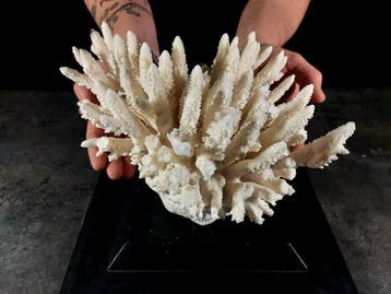 fascinerende vertakking van Acropora-koraal Taxidermie, Verzamelen, Nieuw
