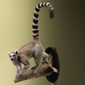 Ringstaartmaki Taxidermie Opgezette Dieren By Max, Ophalen of Verzenden, Nieuw, Wild dier, Opgezet dier