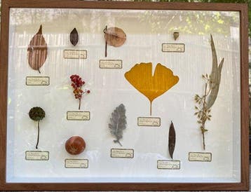 Verschillende planten Taxidermie volledige montage - Various, Antiek en Kunst