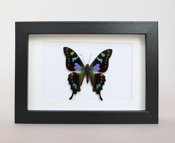 Vlinder Taxidermie volledige montage - Graphium weiskei - 10