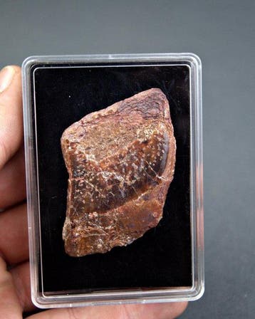 Pez actinopterigio XXL - Fossiel skelet - Lepidotes pawdoski, Verzamelen