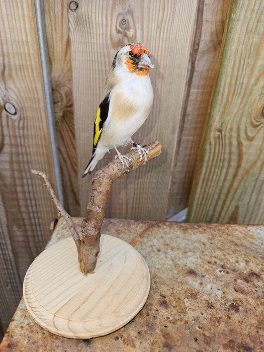 Super beau Major Putter Support de corps entier pour, Collections, Collections Animaux