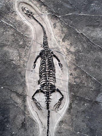 Reptile fossile: Keichousaurus -témoignage rare du Trias -