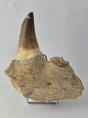 Mosasaurus - Fossiele tand - 11.5 cm (Zonder minimumprijs), Verzamelen, Mineralen en Fossielen