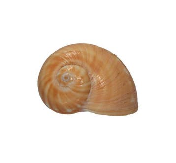Tanea areolata (40 mm) - Zeldzaam GROTE MAAT -, Verzamelen, Nieuw