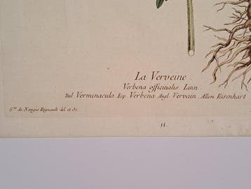 Genevieve de Nangis Regnault (1746-1802) - Botanique - Lot