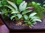 Tropica Piptospatha ridleyi - In Vitro Limited Edition, Dieren en Toebehoren, Verzenden, Nieuw