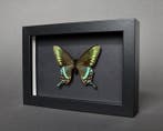 Papillon Support de corps entier pour taxidermie - Papilio