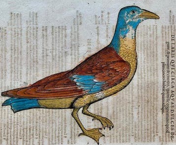 Conrad Gesner - Vogelbuch - 1671