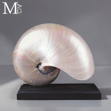 Nautile géant nacré irisé - Coquille de Nautilus Pompilius