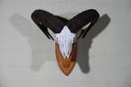 Mouflon Schedel - Ovis a musimon - 30 cm - 43 cm - 40 cm-