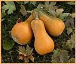 Sonca Butternut Orange pompoen 50 zaden, Hobby en Vrije tijd, Knutselen, Nieuw