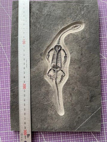 Fossiel reptiel: Keichousaurus – zeldzaam getuigenis uit het