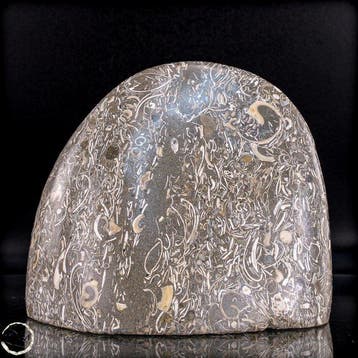 Natuurlijke krinoïden-vrije vorm uit Indonesië- 1049.66 g