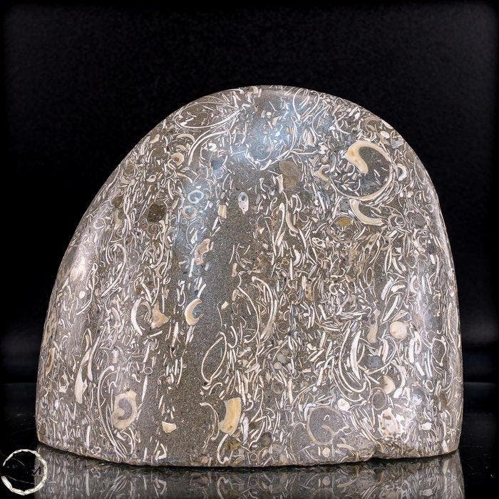 Natuurlijke krinoïden-vrije vorm uit Indonesië- 1049.66 g, Verzamelen, Mineralen en Fossielen