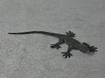 Pierre Chenet (XX-XXI) - sculptuur, Le Lézard - 1 cm - Brons
