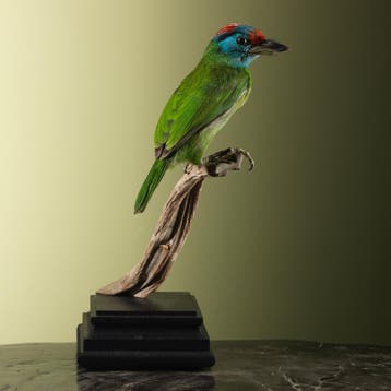 Blauwkeelbaardvogel Taxidermie Opgezette Dieren By Max, Verzamelen, Ophalen of Verzenden, Nieuw, Vogel, Opgezet dier
