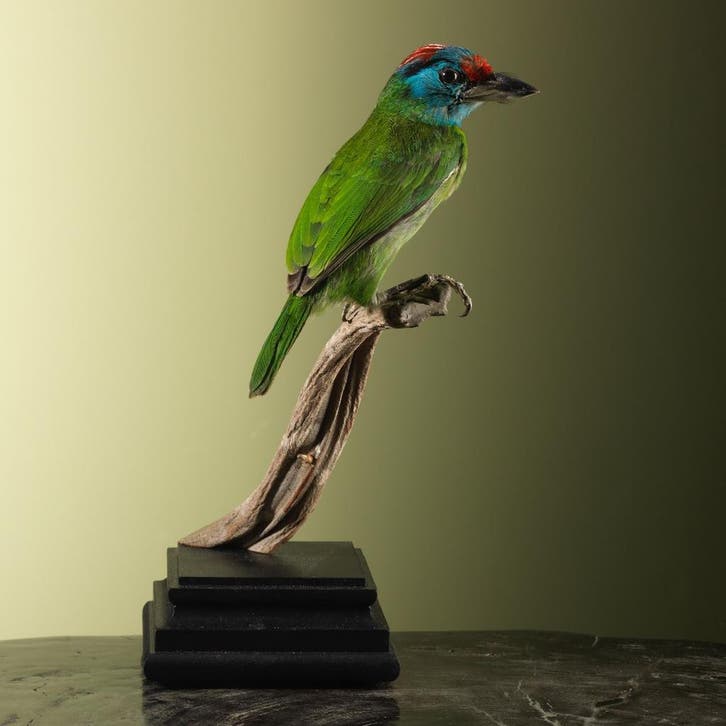 Blauwkeelbaardvogel Taxidermie Opgezette Dieren By Max, Verzamelen, Dierenverzamelingen, Opgezet dier, Nieuw, Vogel, Ophalen of Verzenden