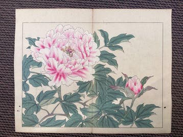 FOUR lillies from the album Shiki no hana  (Flowers of