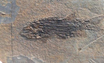 Fossiele straalvinnige vissen - Gefossiliseerd dier -