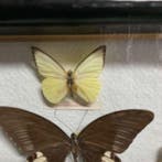 Vlinder Balg - Mixed species (including Papilio and other, Antiek en Kunst