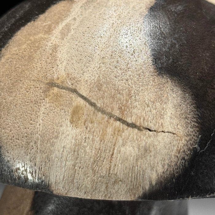 Handgesneden versteend hout paddenstoelen beeld -, Antiek en Kunst, Kunst | Designobjecten