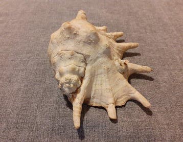 Zeeslak Zeeschelp - Lambis Truncata (Zonder minimumprijs), Nieuw