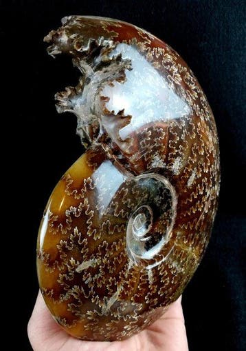 Ammoniet - Gefossiliseerd dier - Aioloceras (Cleoniceras), Verzamelen