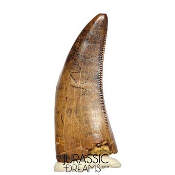 Tand van Tyrannosaurus-dinosauriër - Nanotyrannus sp -