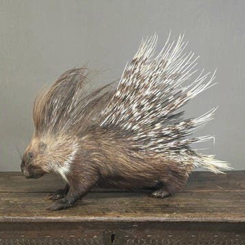 Afrikaans stekelvarken Taxidermie volledige montage -, Verzamelen, Nieuw