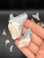 Haai - Fossiele tand - Otodus Megalodon - 6 cm - 3.8 cm, Verzamelen, Mineralen en Fossielen