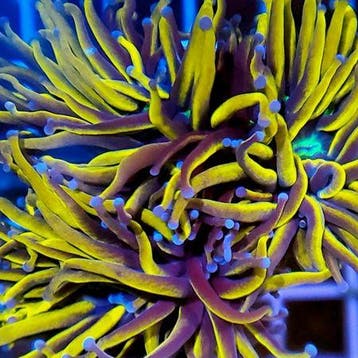 Euphyllia Glabrescens Sun Of God Torch (2 koppen)