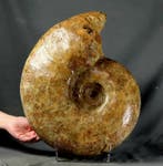 Ammonite géante et décorative - 44,5 cm !! - Animal
