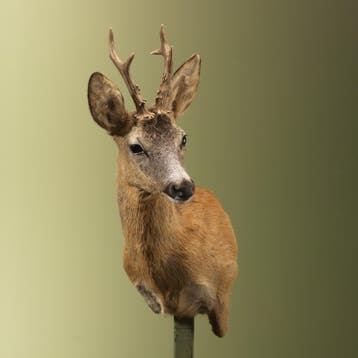 Reebok Zomervacht Offset Taxidermie Opgezette Dieren By Max, Ophalen of Verzenden, Nieuw, Wild dier, Opgezet dier