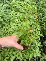 Hygrophila Rosanervig (Aquariumplanten, Aquarium producten), Dieren en Toebehoren, Verzenden, Nieuw, Plant(en), Steen of Hout