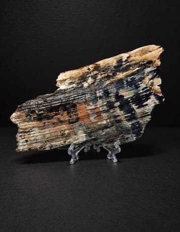 Fossiel fragment