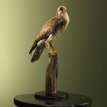 Buizerd Antiek Taxidermie Opgezette Dieren By Max, Ophalen of Verzenden, Nieuw, Vogel, Opgezet dier