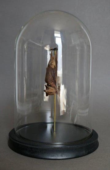 Vleermuis Taxidermie volledige montage - Macroglossus