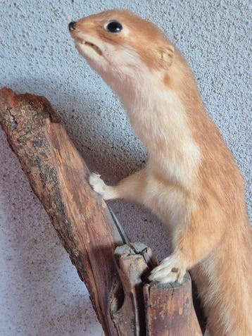 Hermine uit Amerika - Taxidermie wandmontage - Mustela, Nieuw