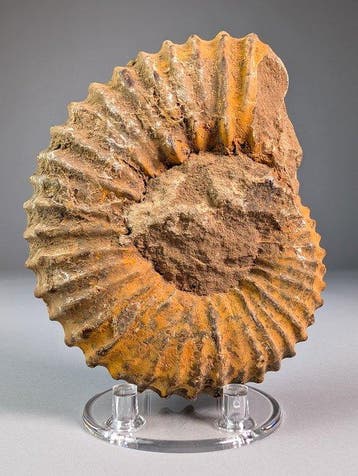 Prachtige en grote ammoniet - Gefossiliseerde schelp -