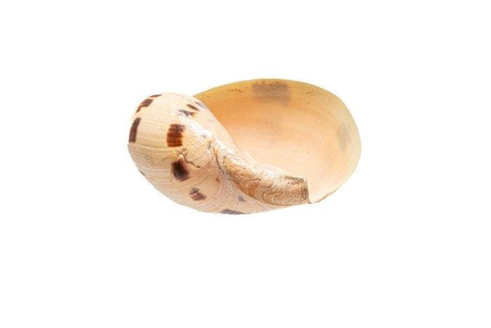 Melonenschnecke  voor iedereen geschikt  Taxidermie, Antiek en Kunst, Curiosa en Brocante
