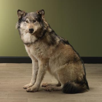 Europese Wolf Taxidermie Opgezette Dieren By Max, Ophalen of Verzenden, Opgezet dier