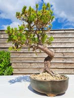 Spar bonsai (Picea) - Hoogte (boom): 30 cm - Diepte (boom):