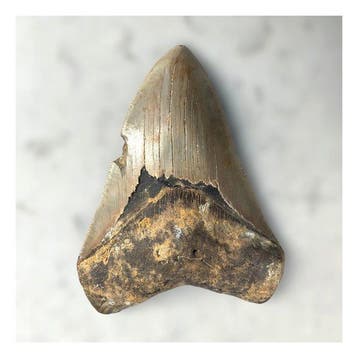 Mégalodon - Dents fossiles - 130 mm - 90 mm