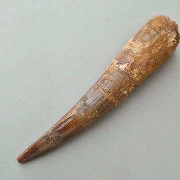 Large Spinosaurid Dinosaur - Fossiele tand - Spinosaurus