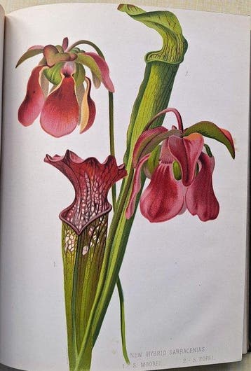 George Nicholson (editor) - The Illustrated Dictionary of